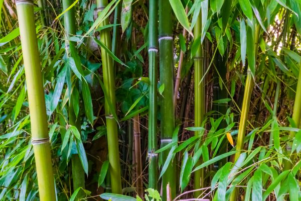 Cost of Bamboo Trimming in Shingle Springs