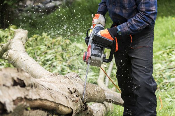 Cost of Branch Removal Service in Shingle Springs