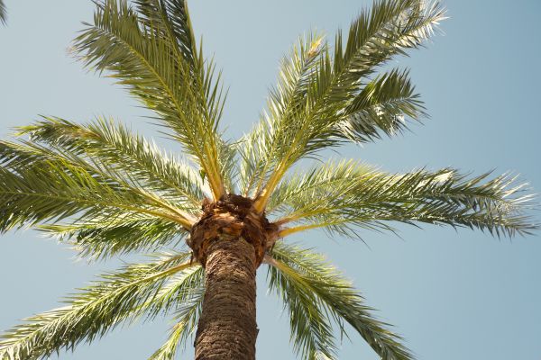 Palm Tree Pruning in Shingle Springs