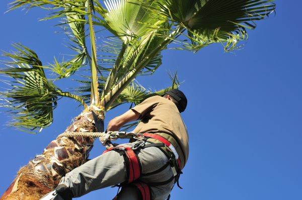 Palm Tree Trimming in Shingle Springs