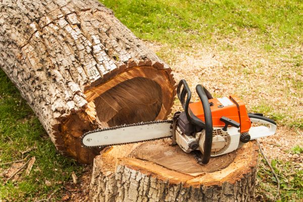 Tree Cutting Service in Shingle Springs