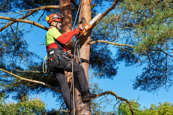 Tree Service in Shingle Springs