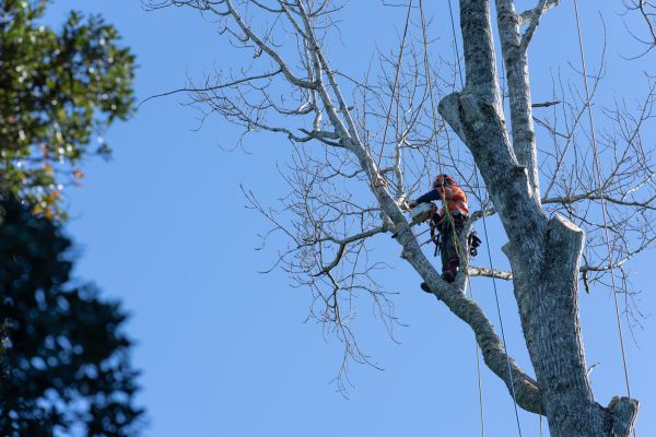 Cost of Tree Topping Service in Shingle Springs