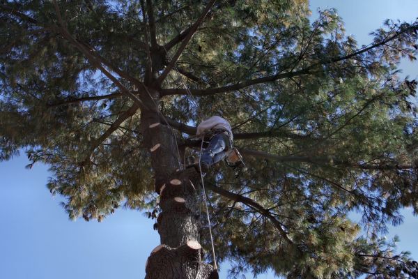 Cost of Trimming Service in Shingle Springs