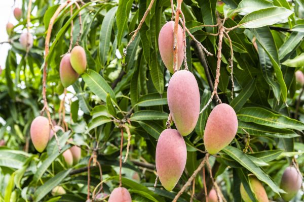Cost of Mango Tree Trimming in Shingle Springs