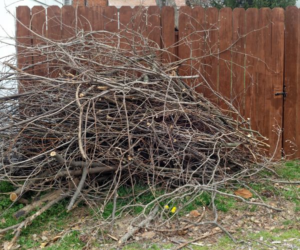 Cost of Dead Branch Removal in Shingle Springs