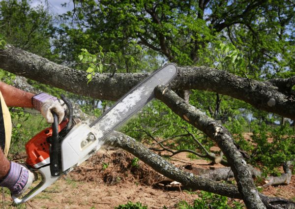 Cost of Tree Branch Cutting in Shingle Springs