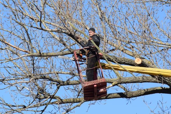 Cost of Emergency Tree Trimming in Shingle Springs