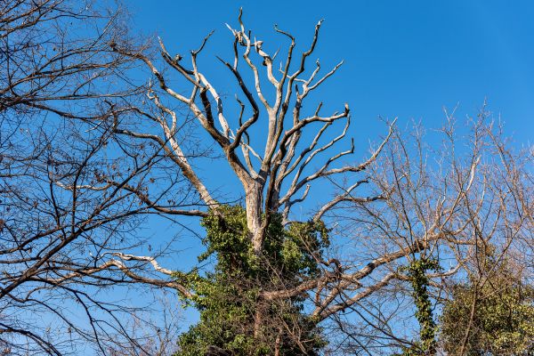 Cost of Deadwood Removal in Shingle Springs