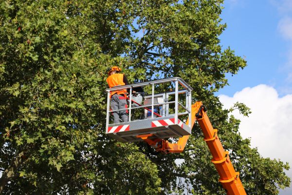 Commercial Tree Service in Shingle Springs