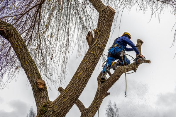 Cost of Tree Maintenance Service in Shingle Springs
