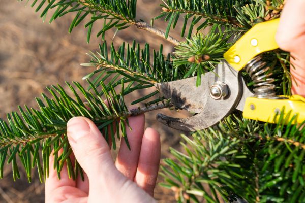 Pine Tree Pruning in Shingle Springs