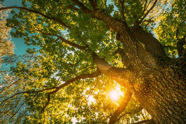 Cost of Oak Tree Pruning in Shingle Springs