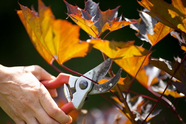 Cost of Maple Tree Pruning in Shingle Springs
