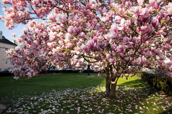Cost of Magnolia Tree Pruning in Shingle Springs