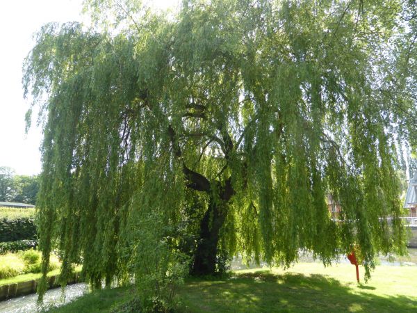 Cost of Willow Tree Trimming in Shingle Springs