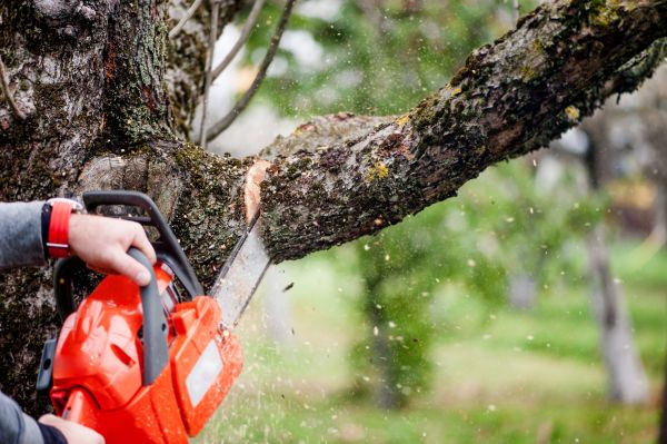 Cost of Tree Limbs Removal in Shingle Springs