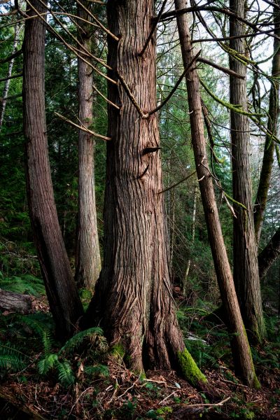 Cost of Cedar Tree Trimming in Shingle Springs