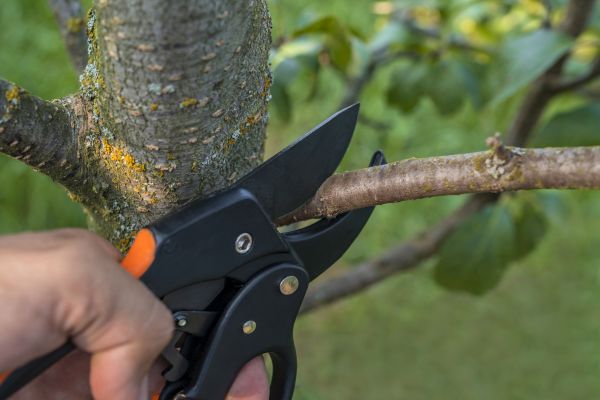 Cost of Tree Limb Cutting in Shingle Springs