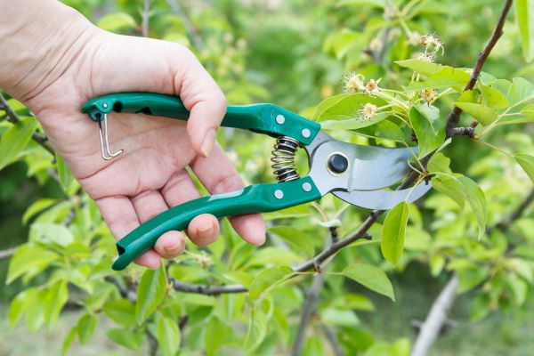 Cost of Pear Tree Pruning in Shingle Springs