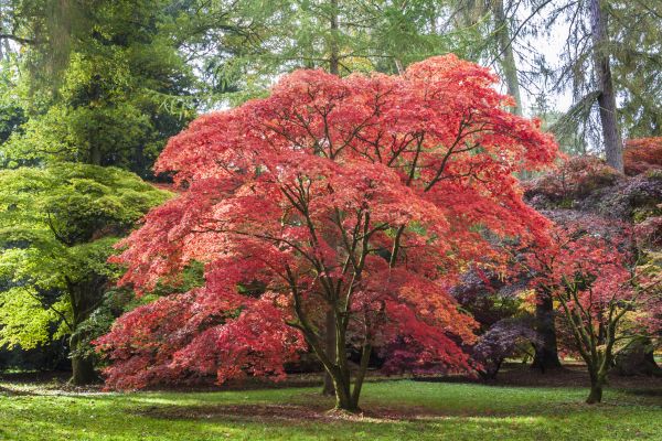 Japanese Maple Pruning in Shingle Springs