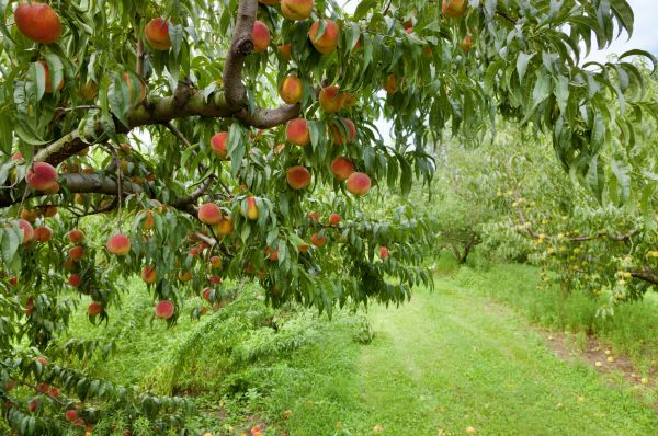 Cost of Peach Tree Pruning in Shingle Springs