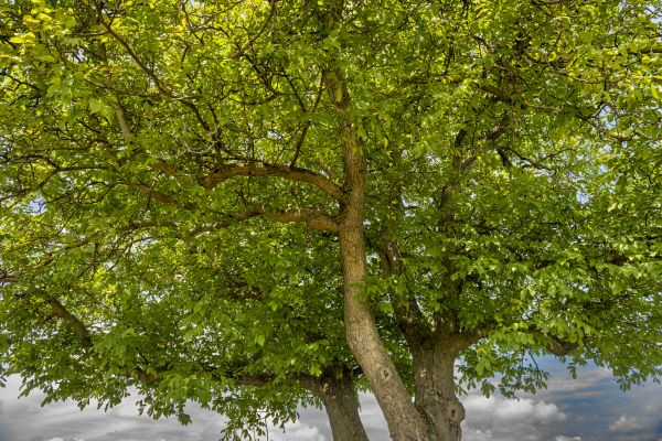 Cost of Walnut Tree Trimming in Shingle Springs