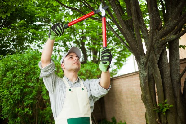 Cost of Tree Limb Pruning in Shingle Springs