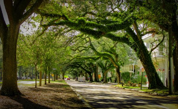 Cost of Tree Canopy Thinning in Shingle Springs