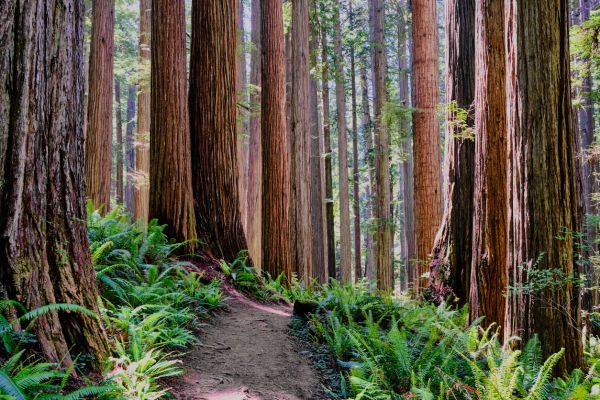 Cost of Redwood Tree Trimming in Shingle Springs