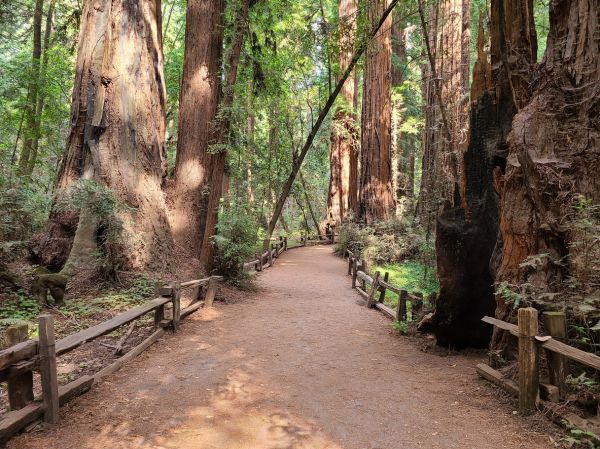 Cost of Redwood Tree Pruning in Shingle Springs
