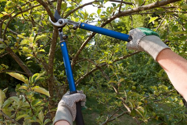 Cost of Residential Tree Pruning in Shingle Springs