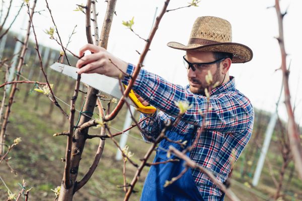 Cost of Orchard Tree Pruning in Shingle Springs