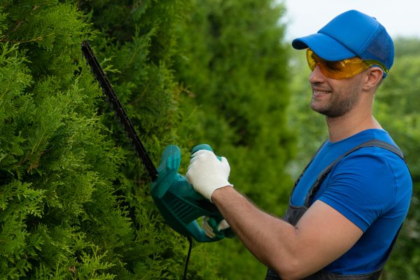 Cost of Tree Shaping Service in Shingle Springs