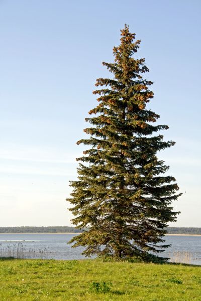 Cost of Spruce Tree Pruning in Shingle Springs