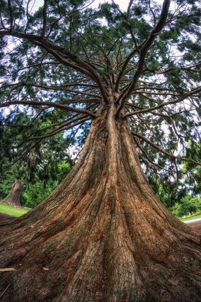 Cost of Cedar Tree Pruning in Shingle Springs