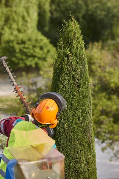 Cost of Cypress Tree Trimming in Shingle Springs
