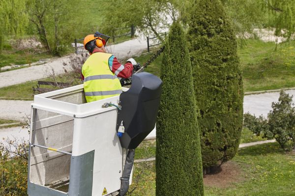 Cost of Cypress Tree Pruning in Shingle Springs