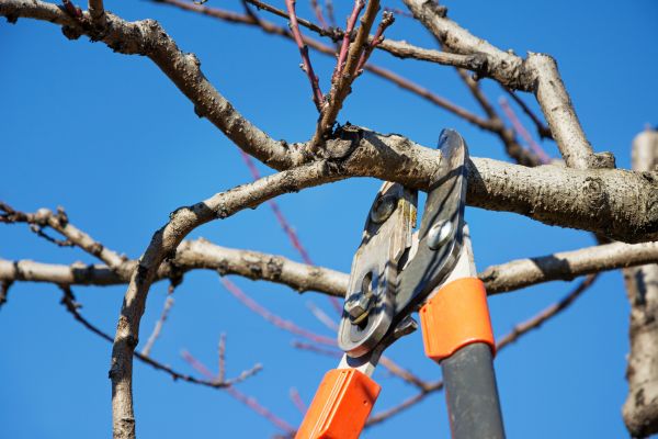 Peach Tree Trimming in Shingle Springs
