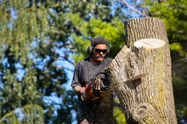 Cost of Ash Tree Pruning in Shingle Springs