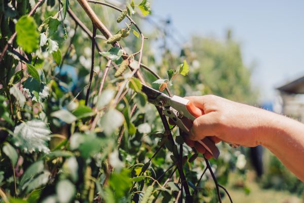 Cost of Birch Tree Pruning in Shingle Springs
