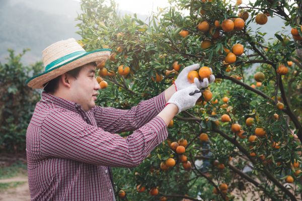 Cost of Orange Tree Pruning in Shingle Springs