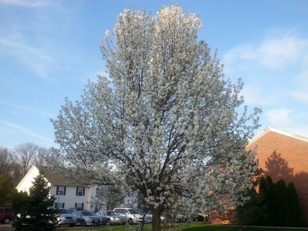 Cost of Bradford Pear Tree Pruning in Shingle Springs