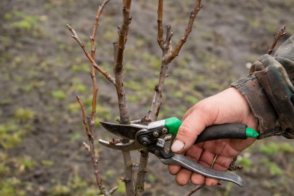Cost of Pear Trees Pruning in Shingle Springs