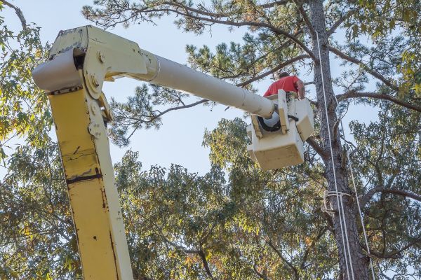 Cost of Limbs Trimming in Shingle Springs