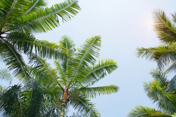 Cost of Queen Palm Tree Trimming in Shingle Springs