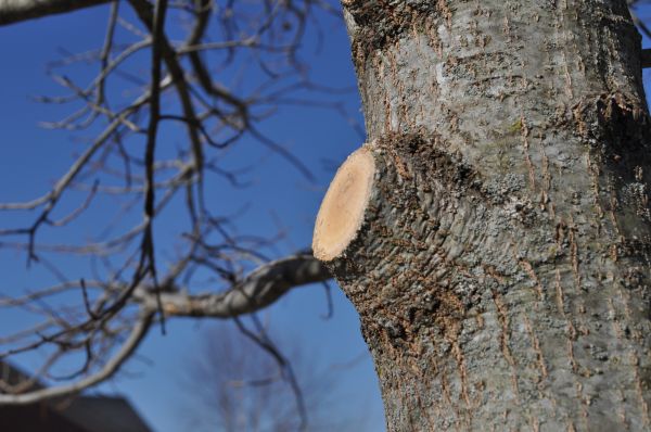 Cost of Limb Pruning in Shingle Springs