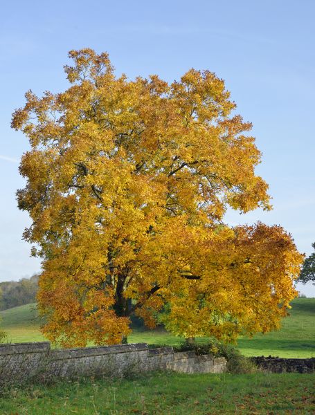 Cost of Hickory Tree Trimming in Shingle Springs
