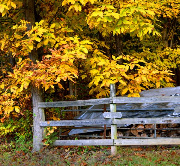 Cost of Hickory Tree Pruning in Shingle Springs