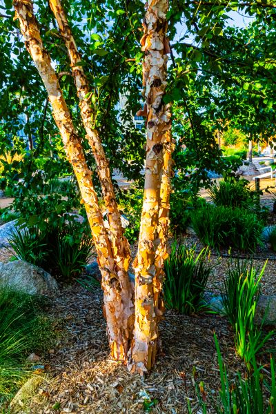 Cost of River Birch Trimming in Shingle Springs